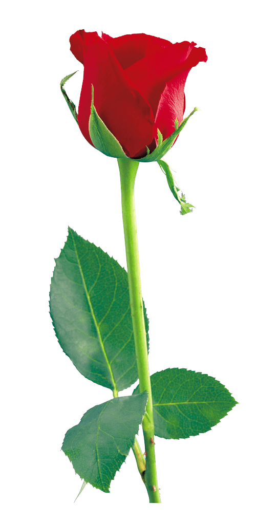SingleRose