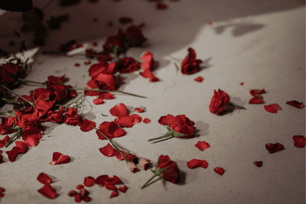 rose petals scattered